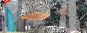 Best Emergency Tree Removal  in Mccleary, WA